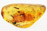 Detailed Fossil Ant, Fungus Gnat, and Insect Pieces in Baltic Amber #300678-1